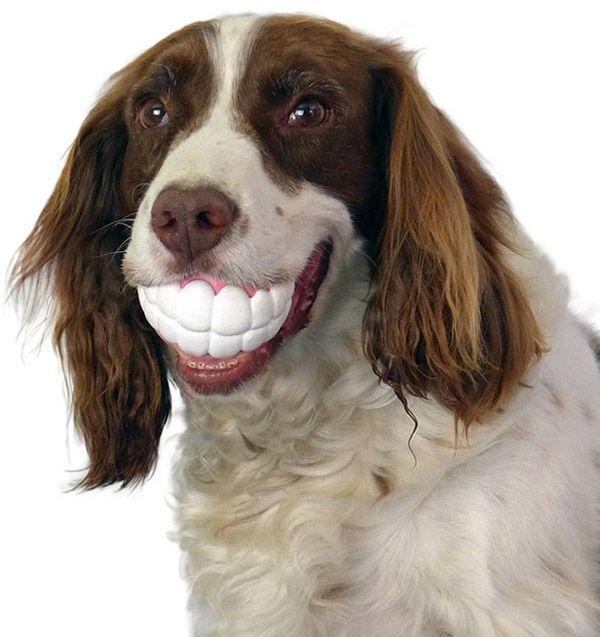 Teeth ball clearance dog